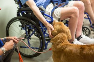 Pet-Therapy_Coadiutore-cane_cane con disabile motorio